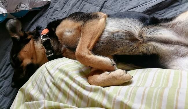 Szukamy domu dla ok rocznej cudownej suni Milki. Marlena MiG