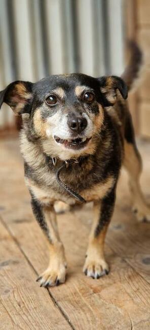 Suzi ok. 4,5 let. malutka sunieczka szuka domu Fundacja ps.