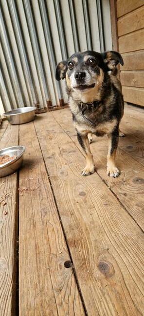 Suzi ok. 4,5 let. malutka sunieczka szuka domu Fundacja ps.