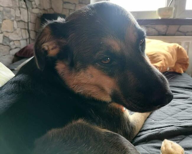 Szukamy domu dla ok rocznej cudownej suni Milki. Marlena MiG