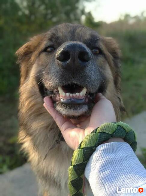 Jowisz - duży pies do adopcji