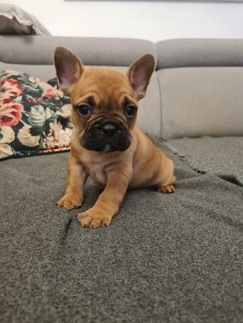 Buldog francuski