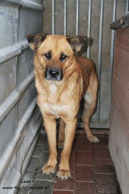 Leon - rudy nieśmiałek