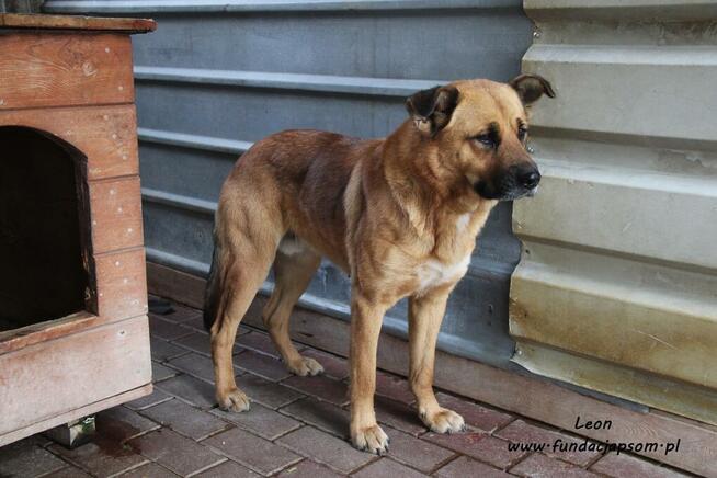 Leon - rudy nieśmiałek