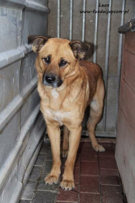 Leon - rudy nieśmiałek