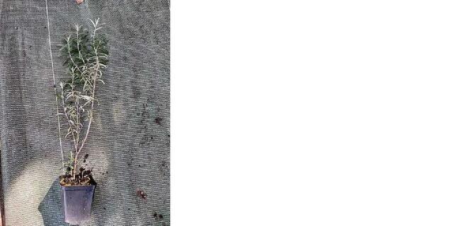 P9 Rokitnik pospolity HURT DETAL DOstawa