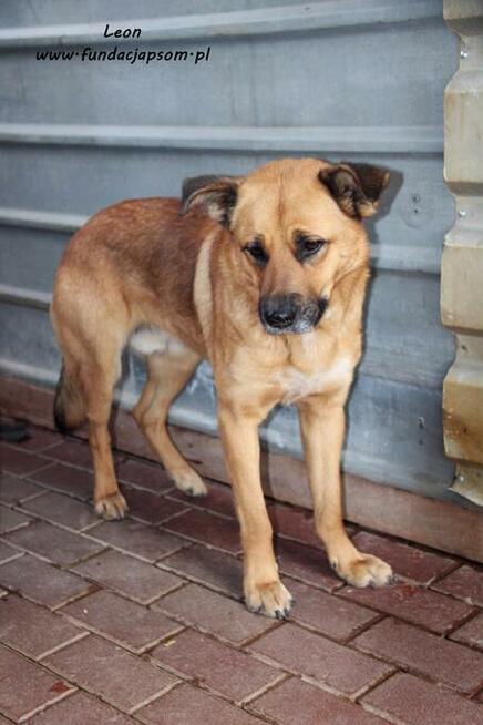 Leon - rudy nieśmiałek
