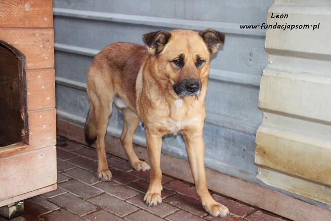 Leon - rudy nieśmiałek