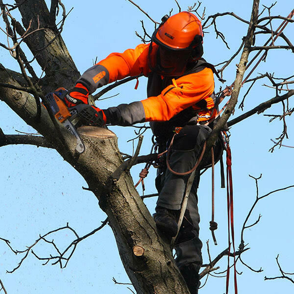 Wycinka drzew | prace wysokościowe | alpinista przemysłowy |