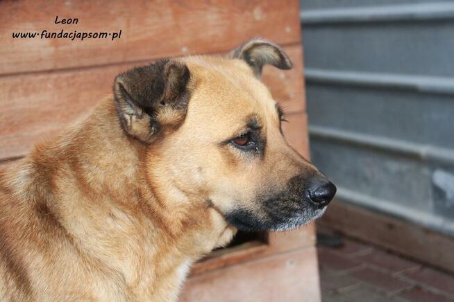 Leon - rudy nieśmiałek