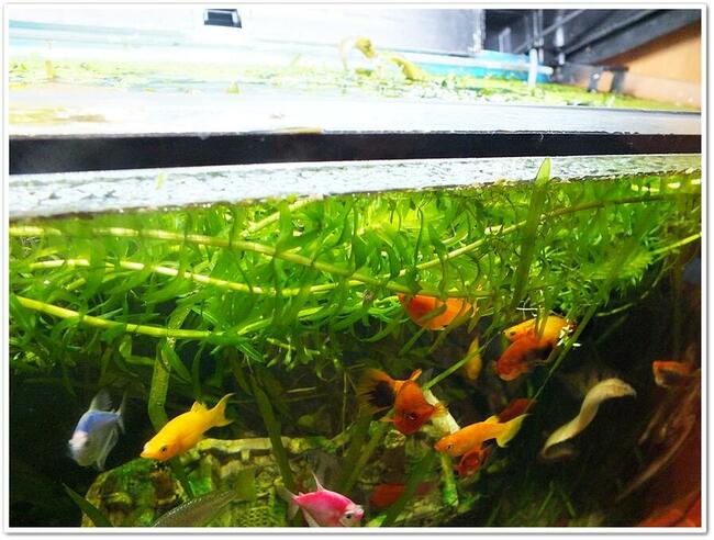 Rośliny pływające do akwarium zdrowe! bez glonów, ślimaków