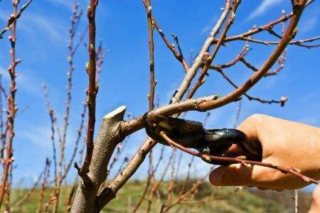 Wycinka-przycinka drzewek owocowych, koszenie traw, pr.ogród