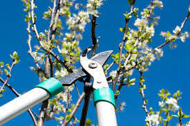 Wycinka-przycinka drzewek owocowych, koszenie traw, pr.ogród