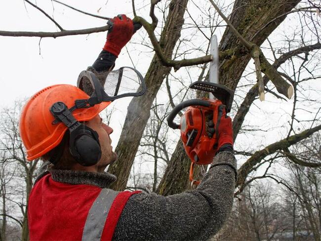 Wycinka-przycinka drzewek owocowych, koszenie traw, pr.ogród