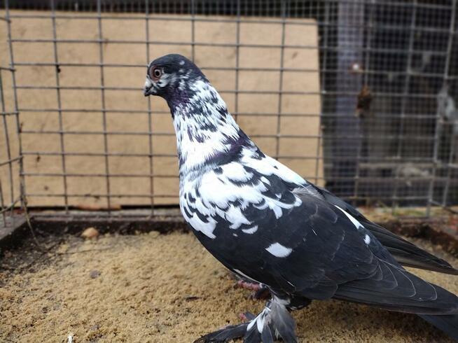 Gołębie Widyny Motyle Łapciate Wysyłka