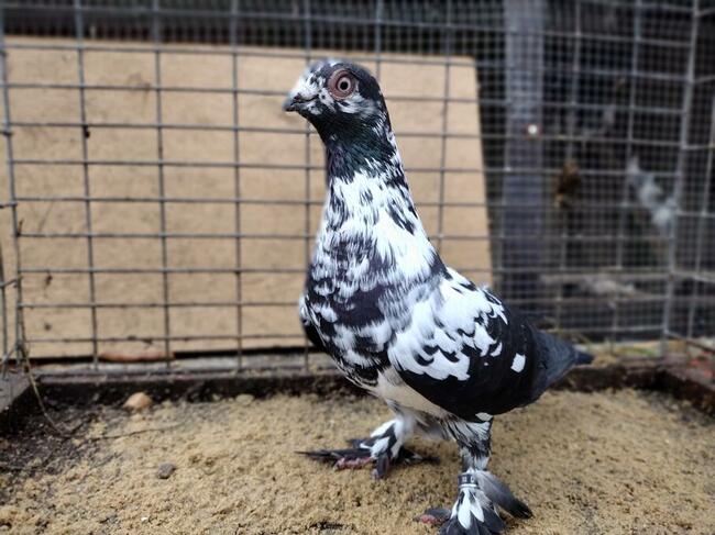 Gołębie Widyny Motyle Łapciate Wysyłka