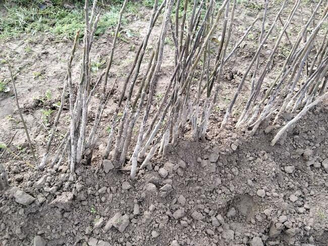 Drzewka sadzonki ORZECH WŁOSKI 2-letni - wysokość 100cm