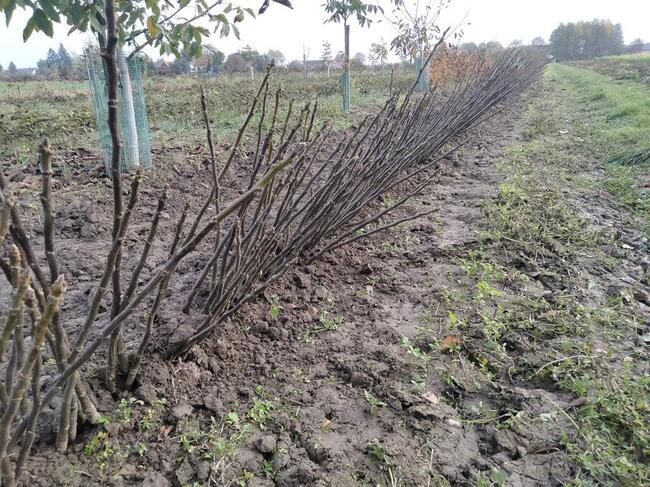 Drzewka sadzonki ORZECH WŁOSKI 2-letni - wysokość 100cm