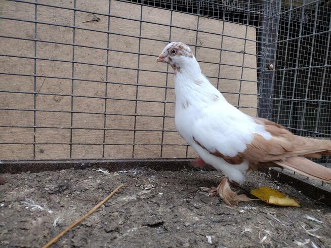 Gołębie Widyny Motyle Łapciate Wysyłka