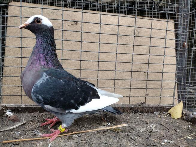 Gołębie Gile Wysyłka