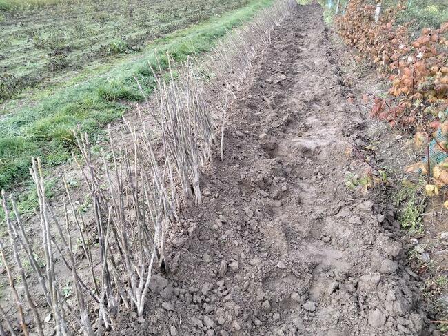 Drzewka sadzonki ORZECH WŁOSKI 2-letni - wysokość 100cm