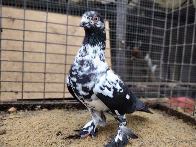 Gołębie Widyny Motyle Łapciate Wysyłka