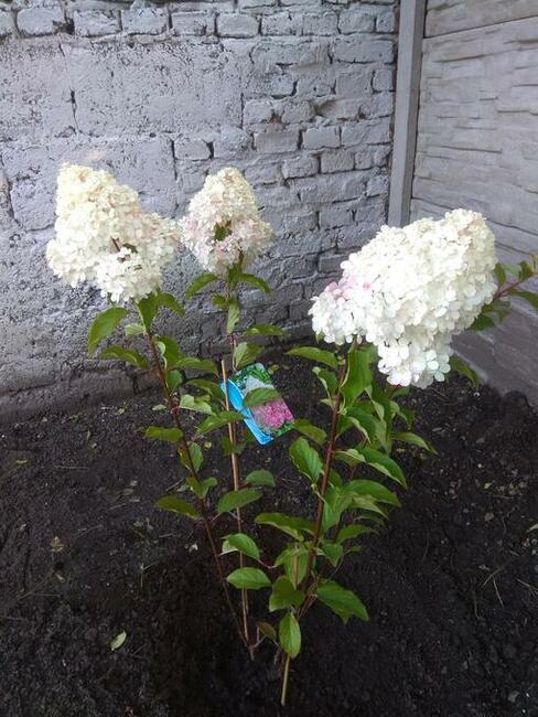 Zamienię duży 200 m 2 dom na mniejszy