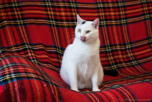 ŚNIEŻYNKA - śliczna, młoda koteczka szuka domu/Poznań