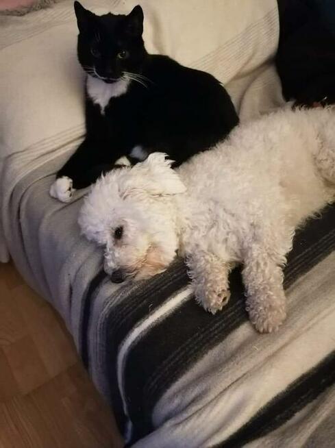 Żorż - przyjazny, mruczasty, domowy kot do pokochania!