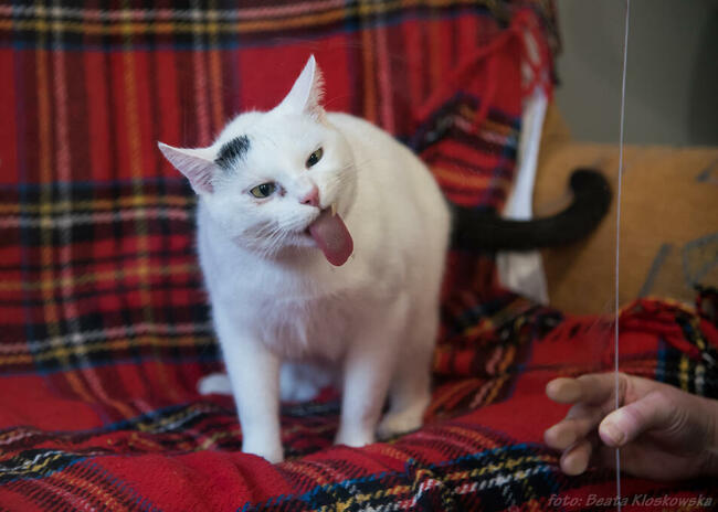 ŚNIEŻYNKA - śliczna, młoda koteczka szuka domu/Poznań