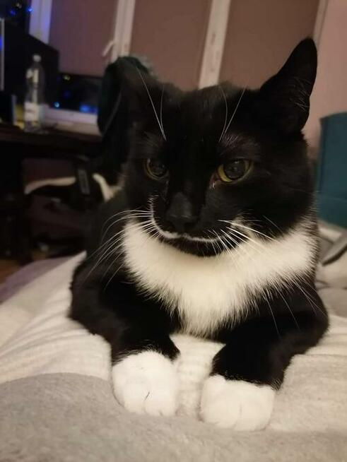 Żorż - przyjazny, mruczasty, domowy kot do pokochania!