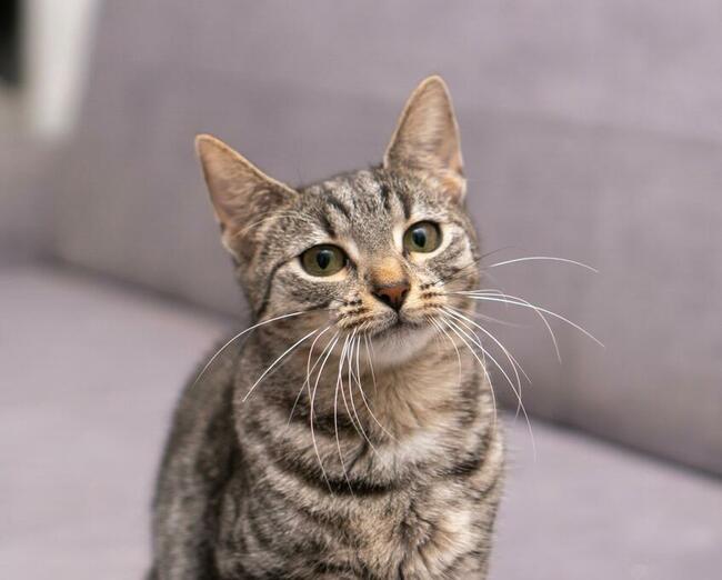 AURA - roczna, śliczna koteczka szuka domu/Poznań