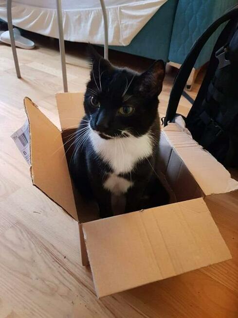 Żorż - przyjazny, mruczasty, domowy kot do pokochania!