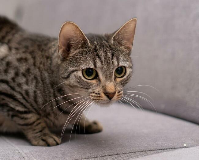 AURA - roczna, śliczna koteczka szuka domu/Poznań