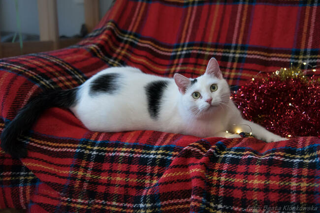 ŚNIEŻYNKA - śliczna, młoda koteczka szuka domu/Poznań