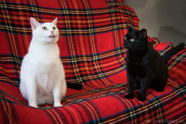 ŚNIEŻYNKA - śliczna, młoda koteczka szuka domu/Poznań