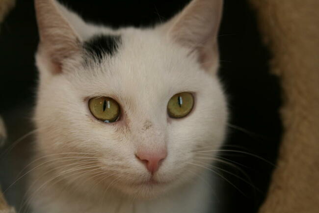 ŚNIEŻYNKA - śliczna, młoda koteczka szuka domu/Poznań