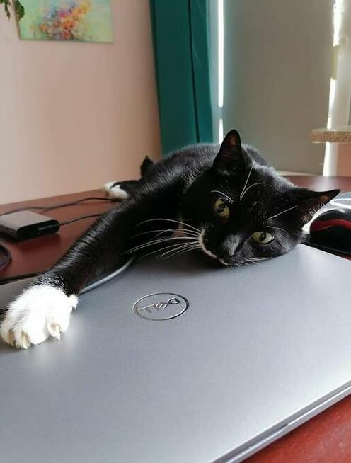 Żorż - przyjazny, mruczasty, domowy kot do pokochania!