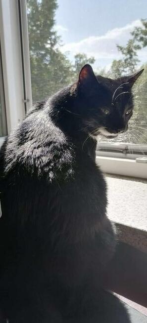 Żorż - przyjazny, mruczasty, domowy kot do pokochania!