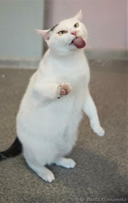 ŚNIEŻYNKA - śliczna, młoda koteczka szuka domu/Poznań