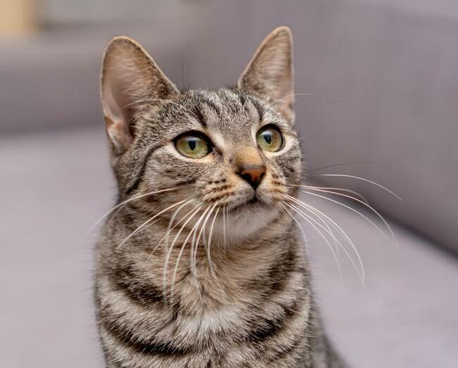 AURA - roczna, śliczna koteczka szuka domu/Poznań