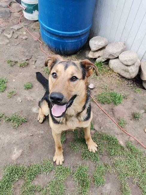 Felix wesoły leśny pies