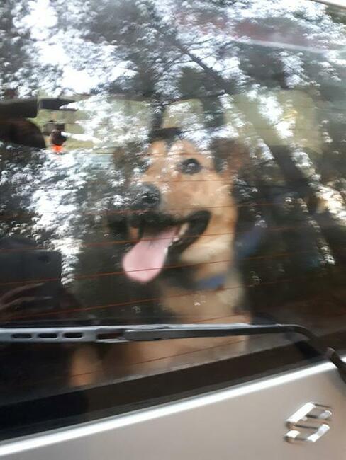 Felix wesoły leśny pies