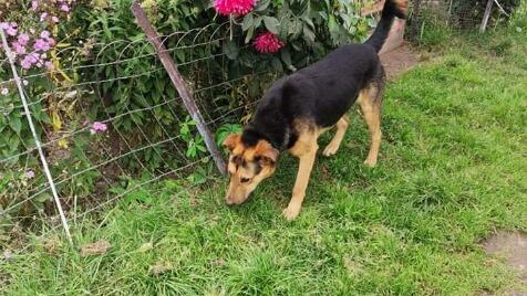 Felix wesoły leśny pies