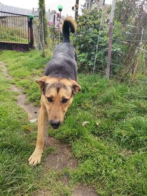 Felix wesoły leśny pies