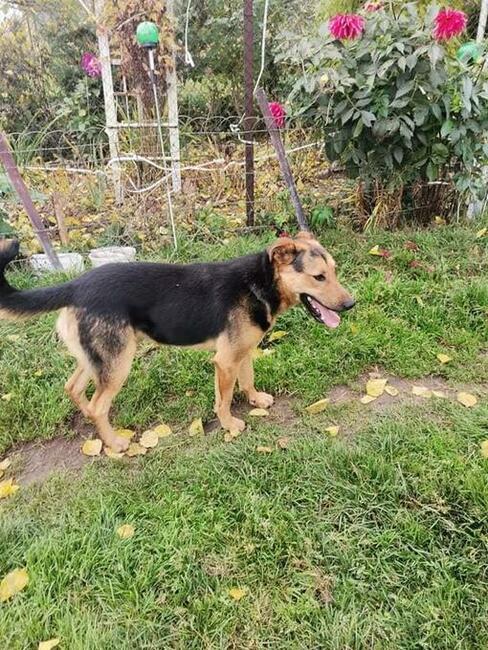 Felix wesoły leśny pies