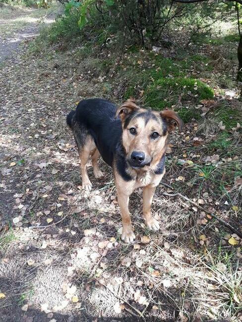 Felix wesoły leśny pies