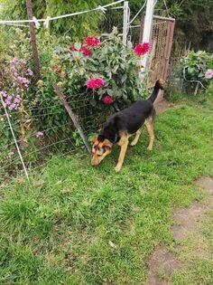 Felix wesoły leśny pies