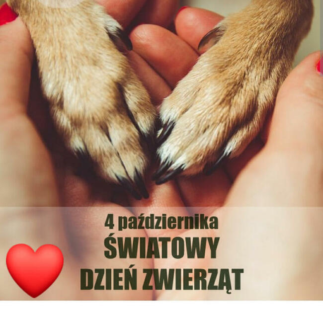 Domowy hotelik dla zwierząt