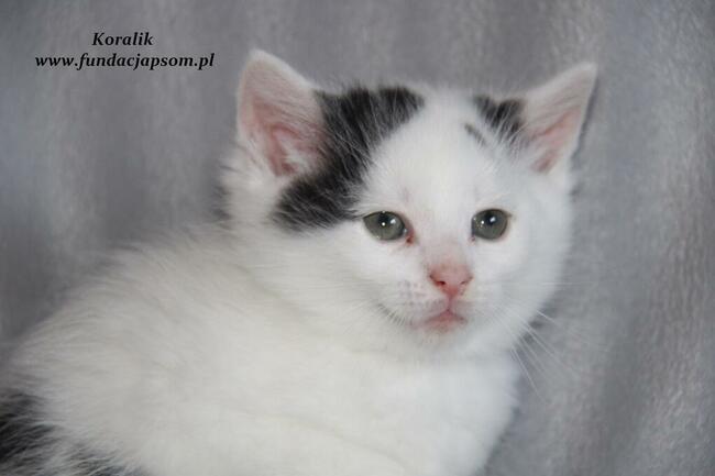 Koralik - mały kotek do adopcji